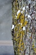 tree bark in nature