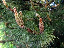 flowering of a conifer closeup