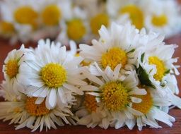 bouquets of white daisies