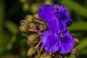 bright blue flowers in the summer garden