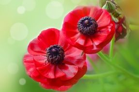 incredibly handsome Red Cut Flowers