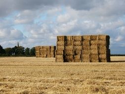 Church Harvest