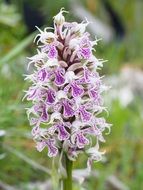 Beautiful purple and white orchis lactea flowers