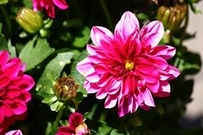 bright pink garden flowers in spring close-up on blurred background