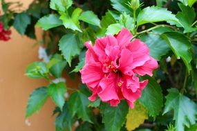 bright pink orchid on a lush green bush