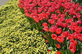garden beds in spring