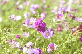 Cosmos field in autumn close-up on blurred background