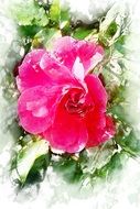Drawing of red roses