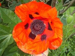 blooming red poppy in the garden