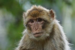 portrait of a barbary ape monkey in wildlife