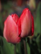 two red tulips together close up
