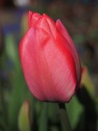 filigreed red tulip bud