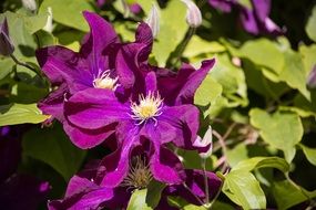 dark purple clematis flowers