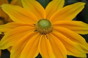 yellow daisy with smooth petals close-up