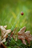 ladybug on a green blade of grass close-up