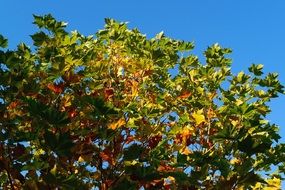 golden autumn in tree crowns