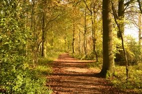 romantic forest path in autumn