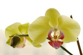 yellow orchid close up