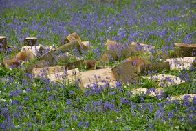 Bluebells blooming at forest, belgium, Hallerbos