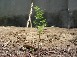 Plant sprout in the ground in the garden