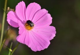 bee pollinating pink garden flower