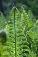 Fern Ostrich