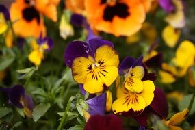 Yellow Pansy Macro