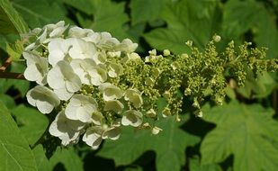 Oak Leaf Hydrangea flower