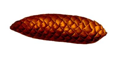 cold Cone Pine