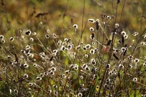 dry grass on the field in autumn