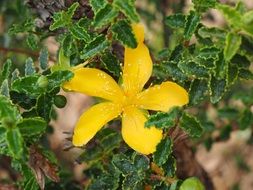 st john's wort plant