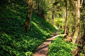 path in the middle of a green forest