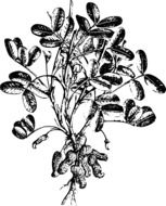 Nut Peanut Plant