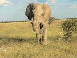elephant stands on green grass
