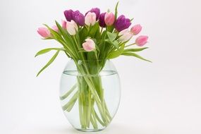 multicolored tulips in a transparent vase