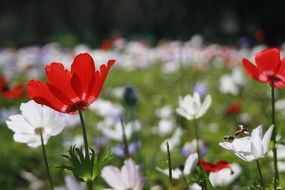 red and white anemones on meadow