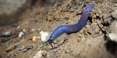 blue slug is creeping on the ground