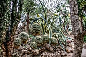 green Prickly cactus plants in the desert