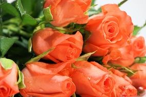 orange roses