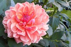 Pink Dahlia Blossom Bloom Flower