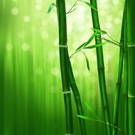 Bamboo