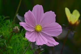 pale purple flower with yellow heart close-up