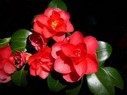 fire red camellia flowers