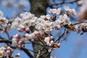 spring pink bloom of trees