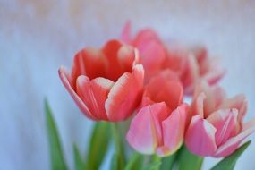 bouquet of tulips in blurry background