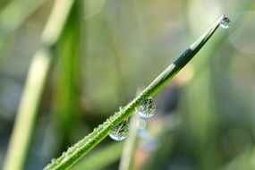 Drop Of Water on green Plant, macro