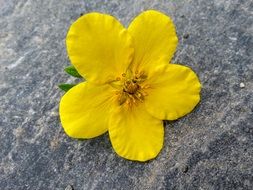 Beautiful yellow flower on the rock in summer