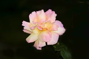 light pink rose like a queen of flowers