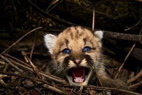 puma cub among branches