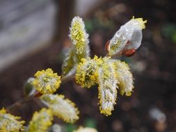 Willow Catkins Enchanted